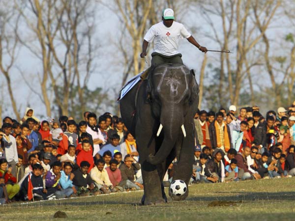 Elephant race kicks off in Nepal