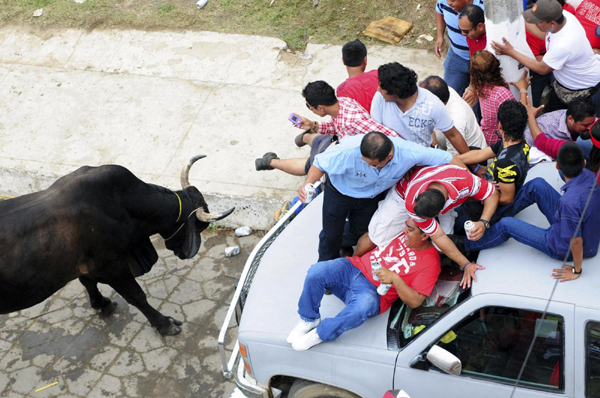 Bulls rampage through streets during Candlemas