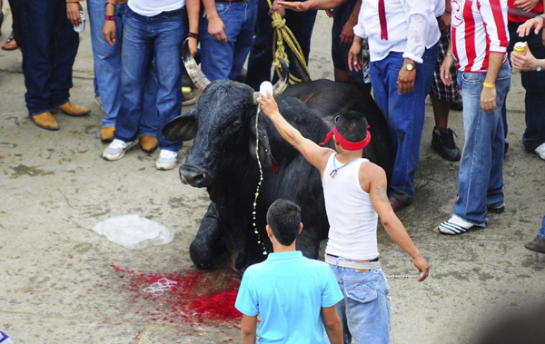 Bulls rampage through streets during Candlemas