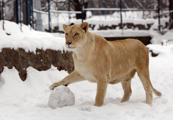 White lions play in the snow