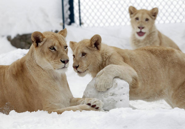 White lions play in the snow