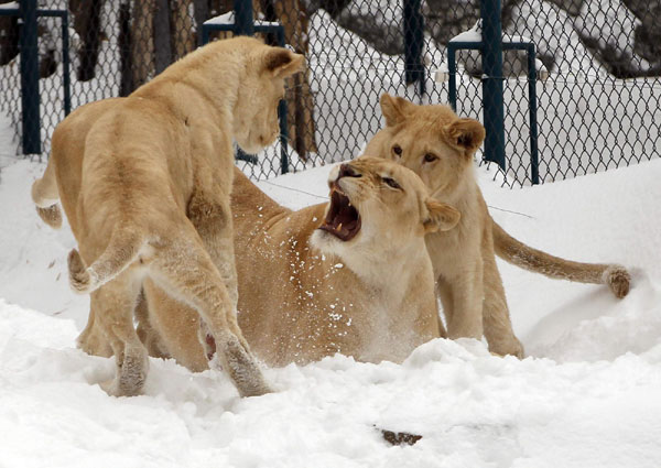 White lions play in the snow