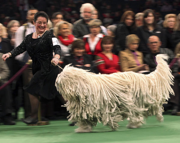 Westminster Kennel Club Dog Show[1]|chinada