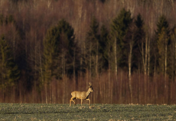 Roe deers in Minsk