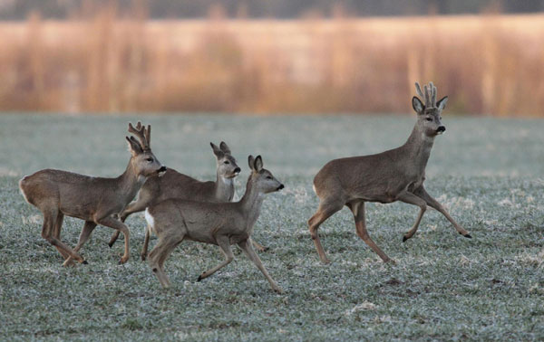 Roe deers in Minsk