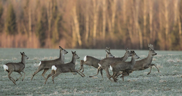 Roe deers in Minsk