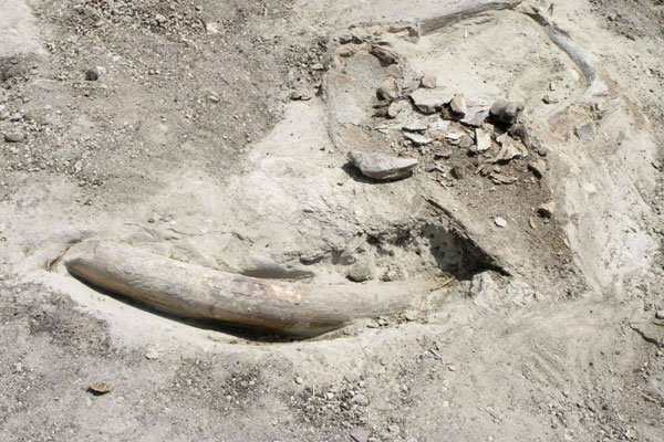 Tusk of mammoth may be found in Mexico