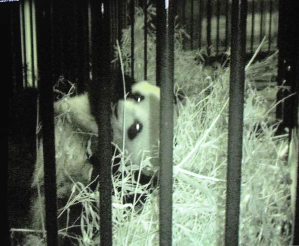 Shin Shin the panda gives birth in Tokyo zoo
