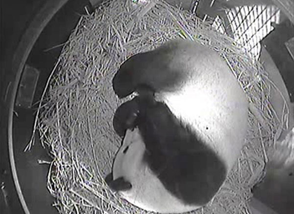 Giant panda delivers 6th cub at San Diego Zoo