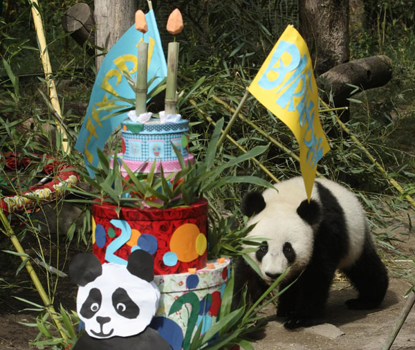 Giant Panda celebrates 2nd birthday in Vienna
