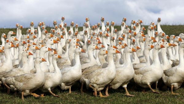 Geese ready for feast Martini