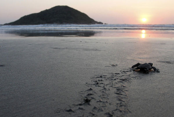 Turtle hatchlings released to sea