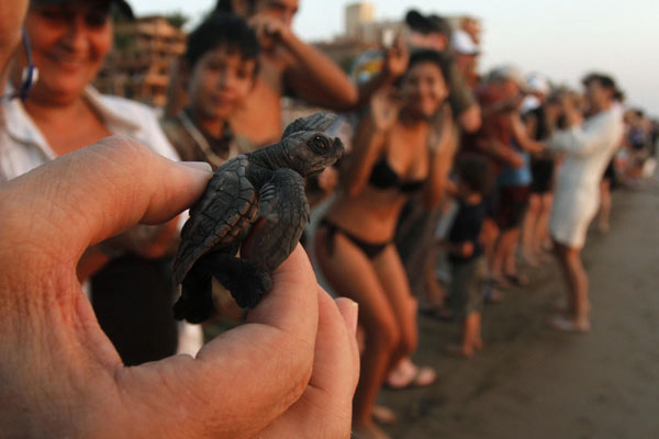 Turtle hatchlings released to sea