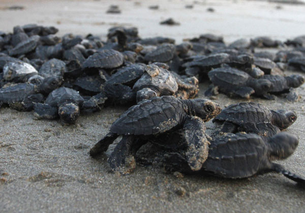 Turtle hatchlings released to sea