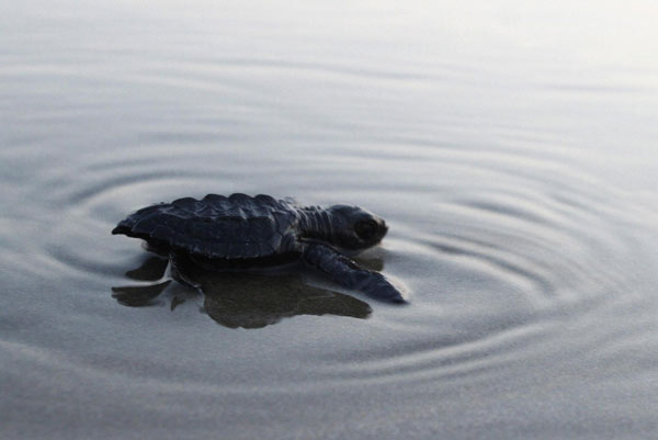 Turtle hatchlings released to sea