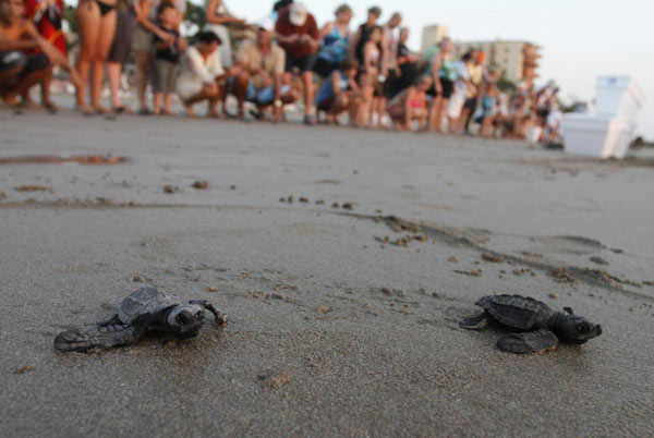 Turtle hatchlings released to sea