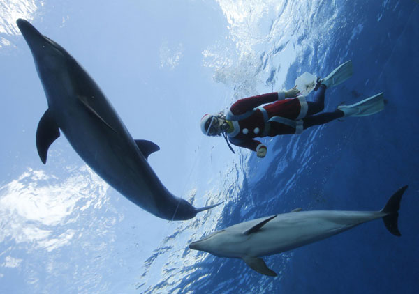 Santa Claus swims with dolphins