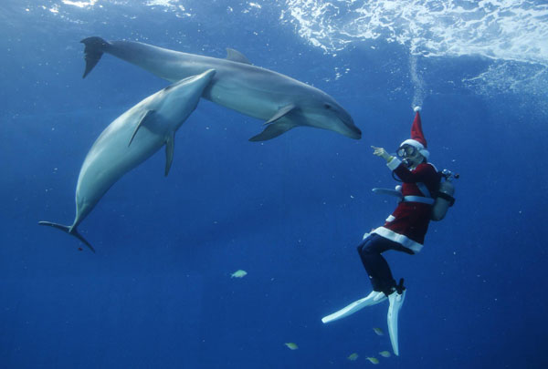 Santa Claus swims with dolphins