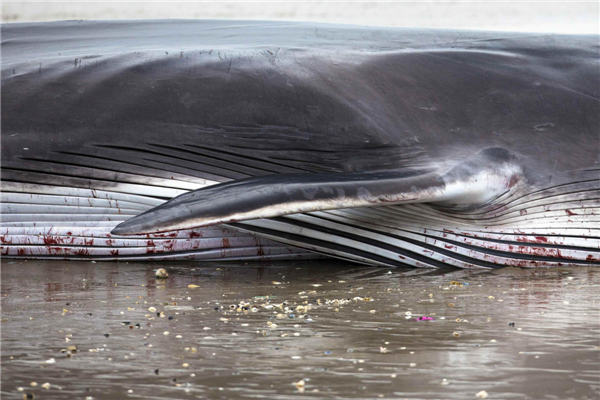 Stranded whale dies on NY beach
