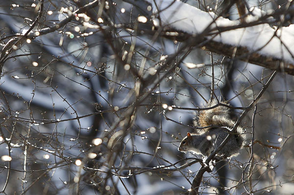 Blizzard hammers NE United States
