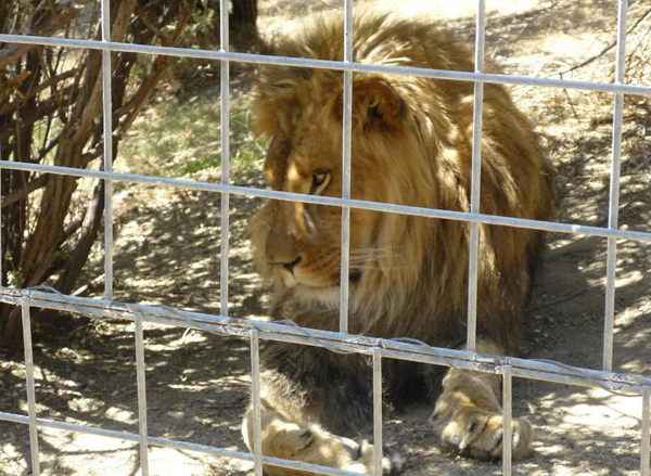 Lion kills worker at California animal park
