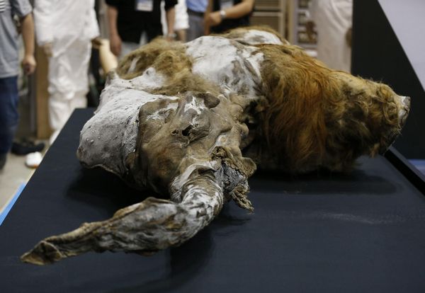 39,000-year-old mammoth found frozen in Siberia