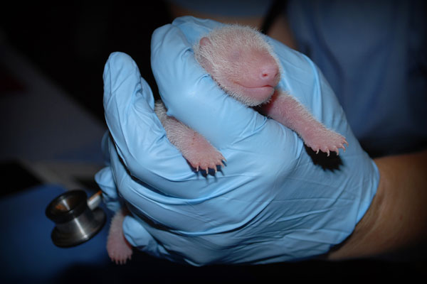 New born panda cub at Washington zoo doing fine