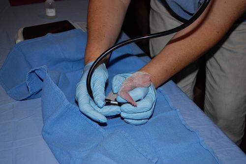 New born panda cub at Washington zoo doing fine