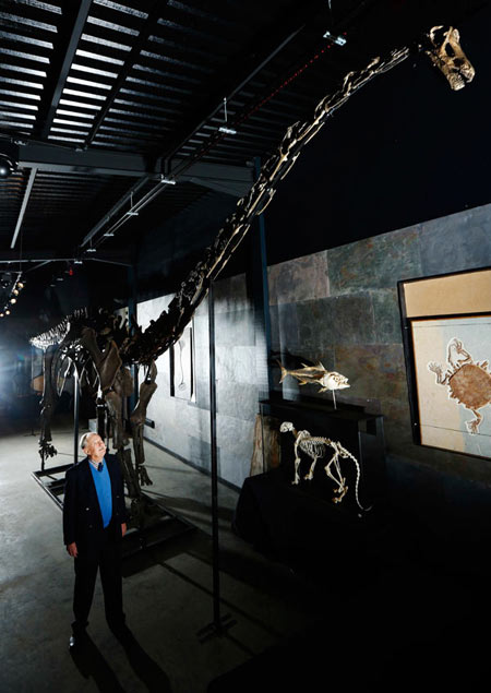 Rare diplodocus dinosaur sells for $650,000