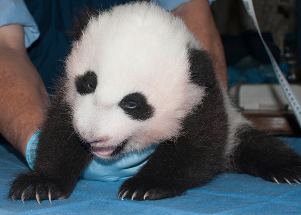 Washington's panda cub named Bao Bao