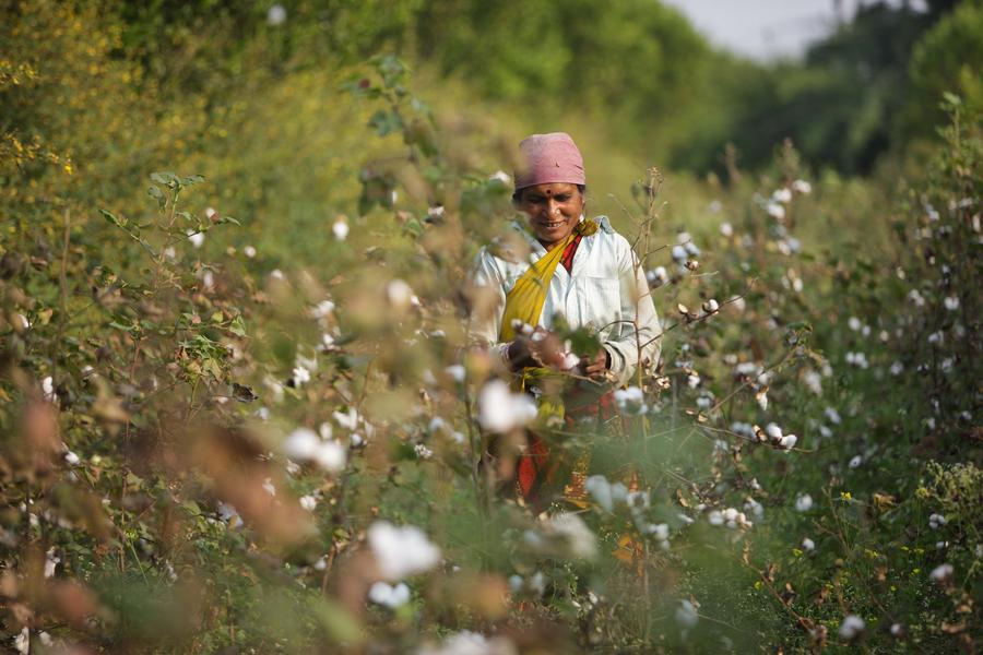 Cotton harvest in India