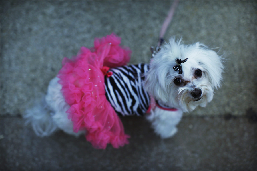 Westminster Dog Show in New York