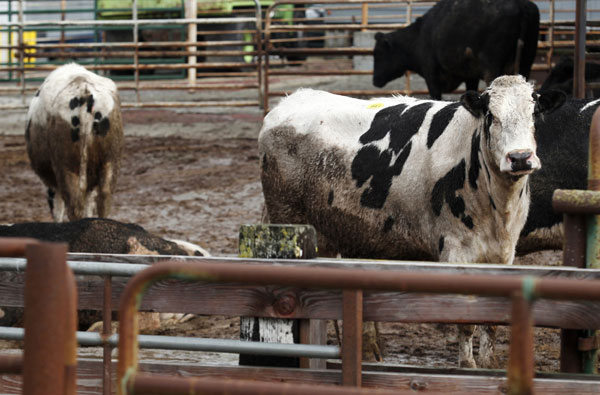 Beef recalled for quality problem in California, US