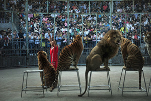No animals in circus shows?