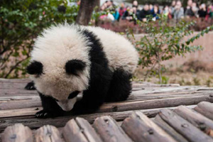 Panda Xing Bao on official presentation at Madrid Zoo