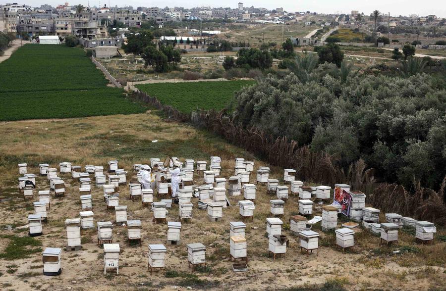 Palestinian beekeepers harvest honey in Gaza Strip