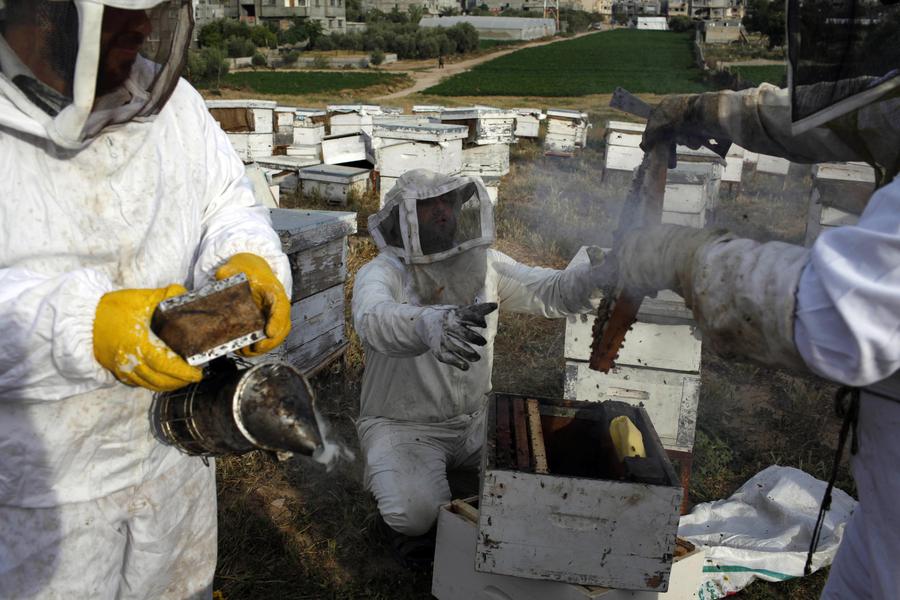 Palestinian beekeepers harvest honey in Gaza Strip