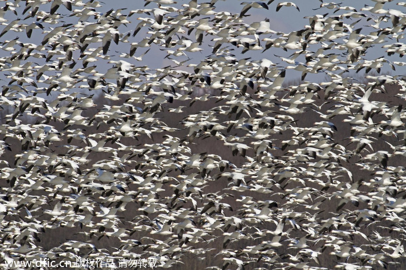 Geese and swans in migration