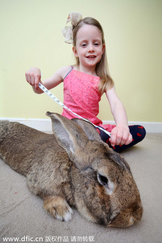 Biggest rabbit in the world