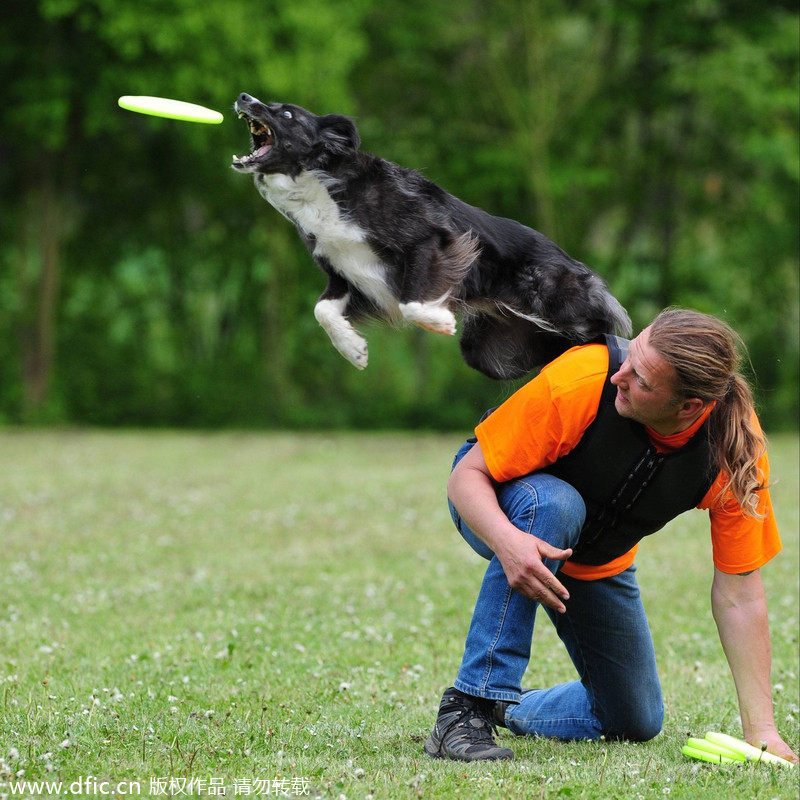 Flying disks go to dogs