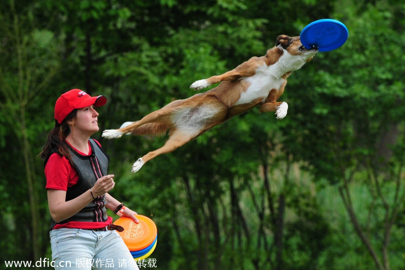 Flying disks go to dogs