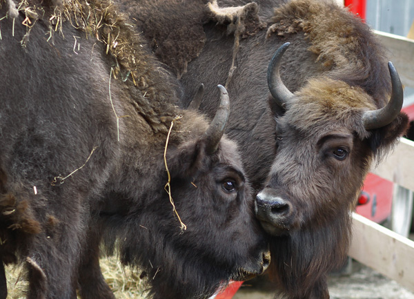 Once-decimated European bison returned to wild