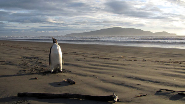 Emperor penguins waddling to extinction, study finds