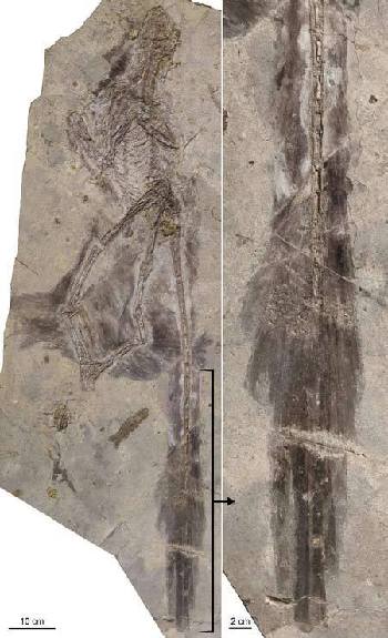 Fossil found of 'four-winged' feathered dinosaur