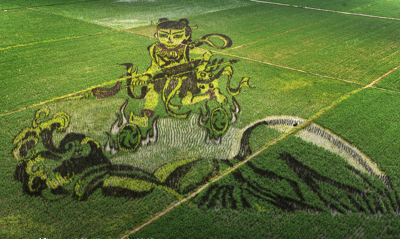 Draw on the paddy fields