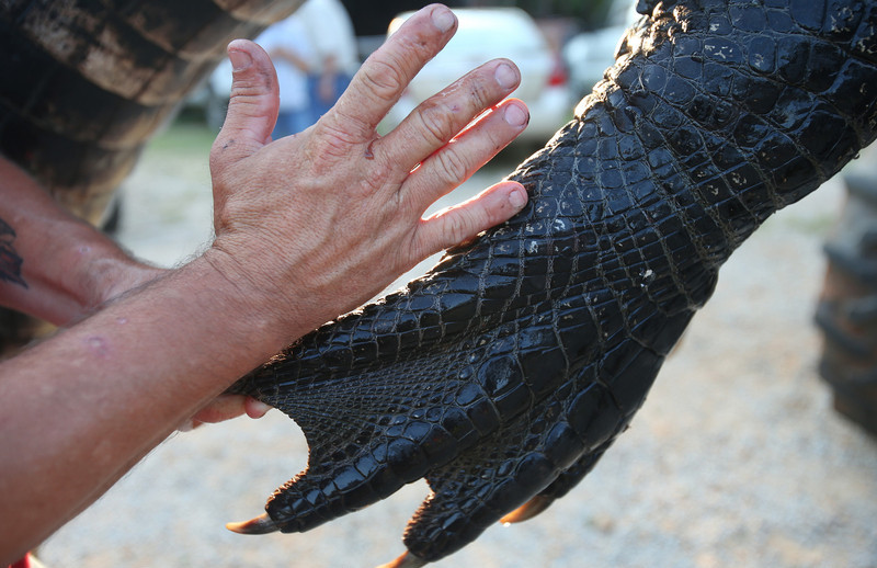 Residents caught giant alligator in Alabama