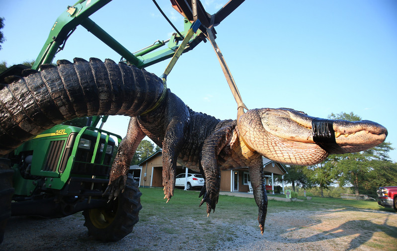 Residents caught giant alligator in Alabama