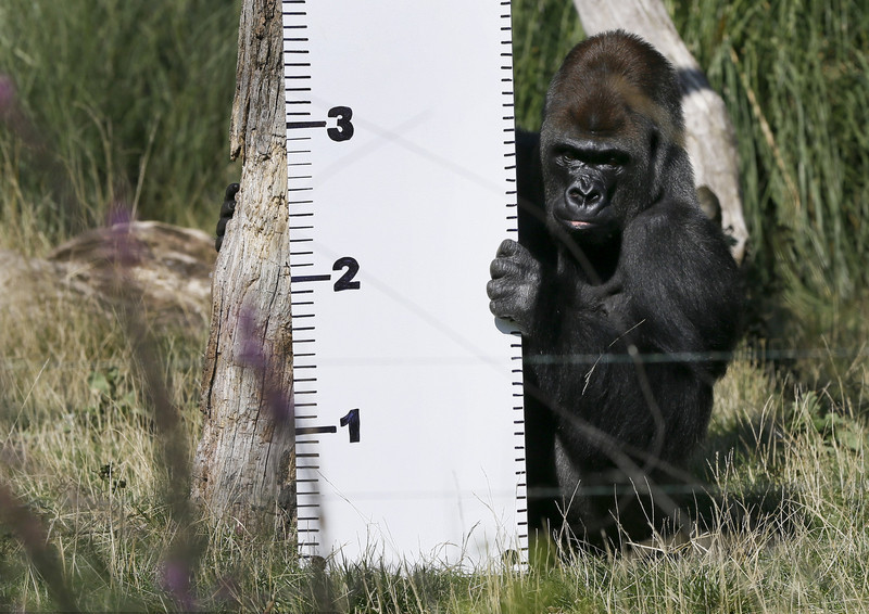 Time to know whether animals got a good figure at London zoo