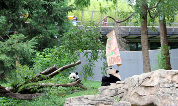 Bao Bao turns one year old