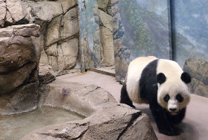 Bao Bao turns one year old